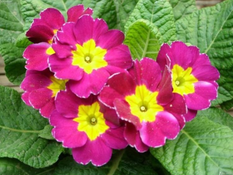 夏天养此款花卉，随便一养成花海，花开一茬接一茬！