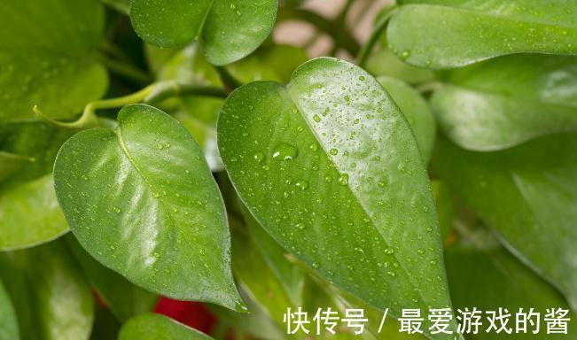 这7种绿植是空气净化小能手,很适合养在室内,美观又增氧