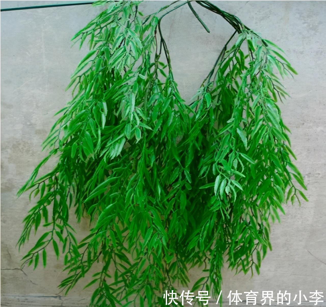 大爷养长寿花,土里埋根它,长寿花蹭蹭狂长,一盆开花几十朵