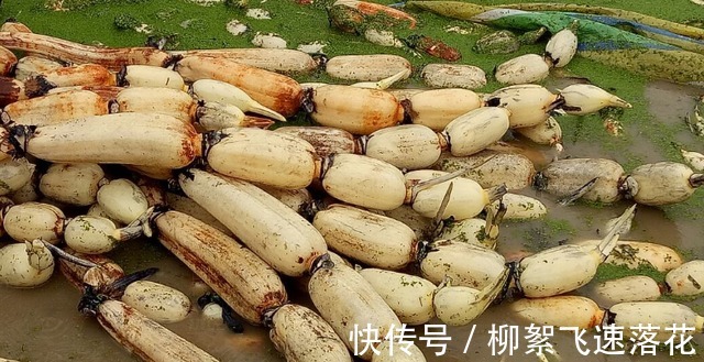 清热|秋天,多吃4种“水生菜”,清热润肺降秋燥,应季而食身体好!