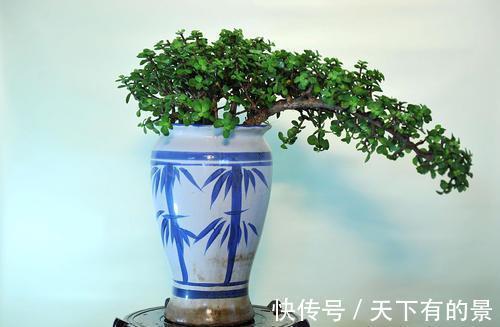 文竹|四种花卉不舍得剪怎么能行？越不剪长得越慢、越不好看
