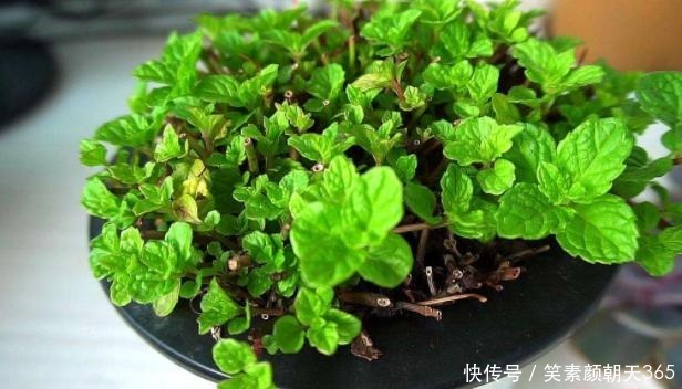 花花草草|失眠的花友养花当选此3款,对健康有益,养护还贼简单省心