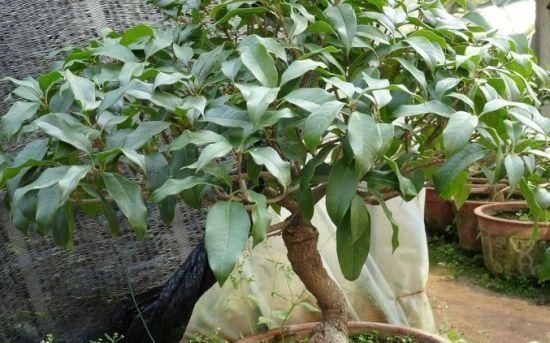 种桂花,不花1分钱,“掐”根枝条插盆里,来年桂花香满屋