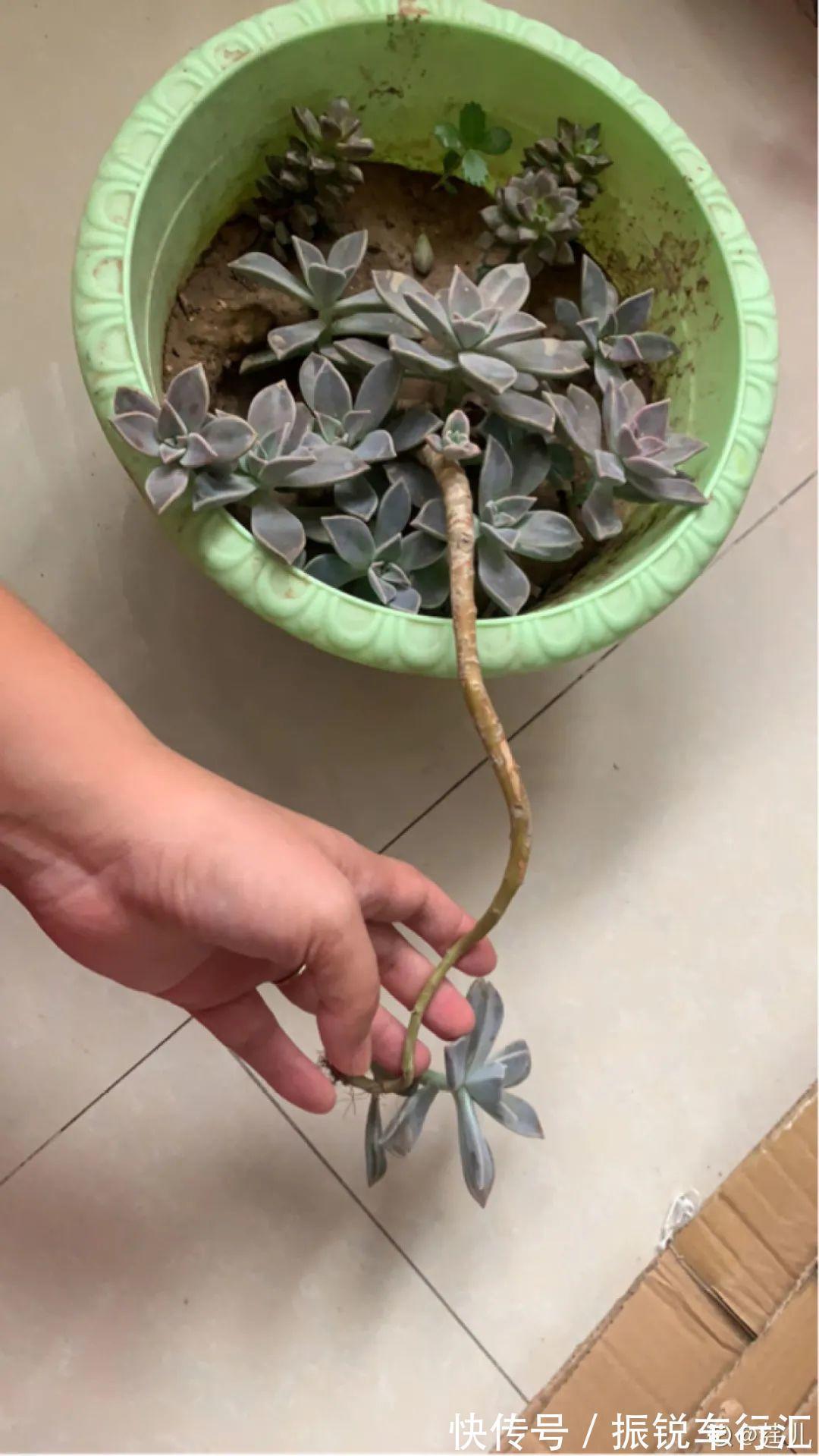 多肉长了“水桩”,不如砍了重来,实在太丑了