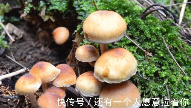 促进|4是天然“增高剂”,父母平时多让孩子吃,或促进骨骼发育,长高