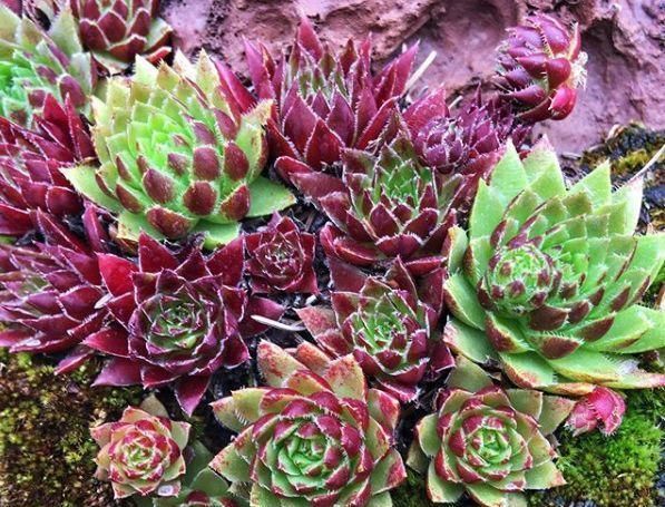 1种多肉“超耐冻”，下雪天才是高颜值，零下20°C冻不死