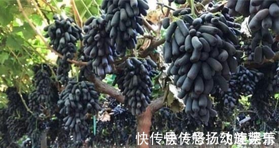 转基因产品|家里有院子的,此树要种2棵,好吃又好看,关键营养价值高!