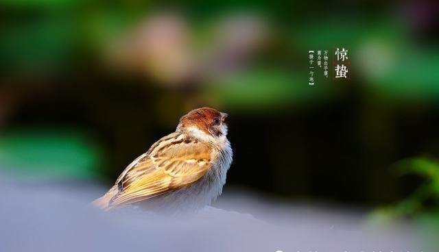 块钱|惊蛰前后,最该吃这4道菜,成本不超10块钱,补益脾胃,滋养肝脏