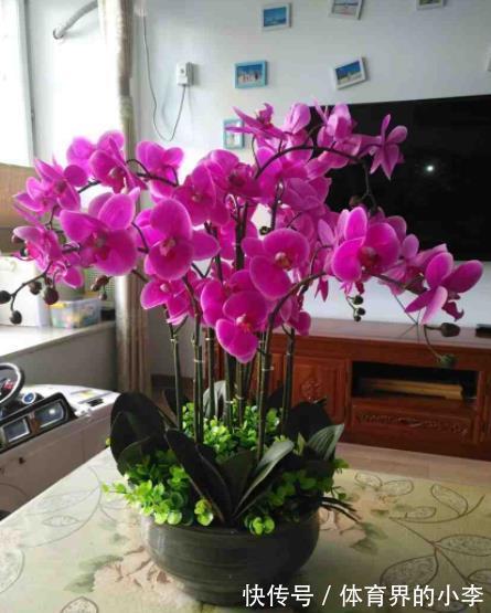 学会一个小技巧,蝴蝶兰不黄叶烂根,猛长新根花开一串串