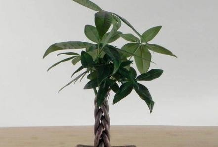 6种室内必不可少的盆栽绿植,不仅好看,还能净化空气!