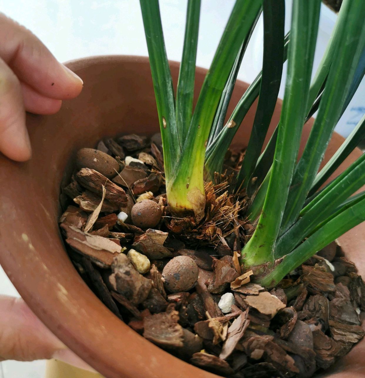 兰花在夏季腐苗烂根了怎么办按照4点做，兰花快速服盆长新芽