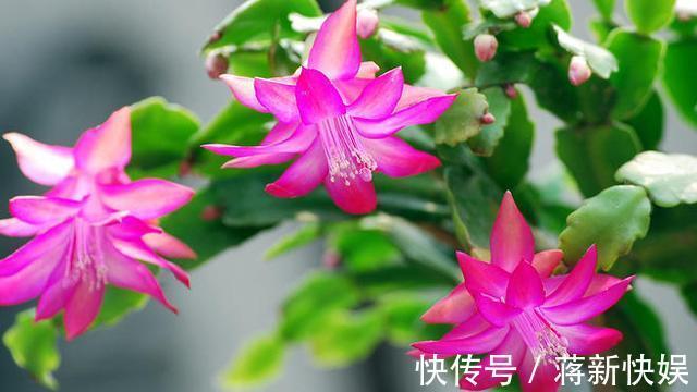 蟹爪兰开败了,“肥料”一定要给足,叶子厚实有力,下次开花变多