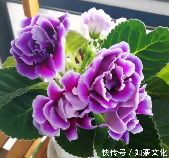 5种花适合家养,开花成片很漂亮,枝繁叶茂能爆盆,越养越喜欢