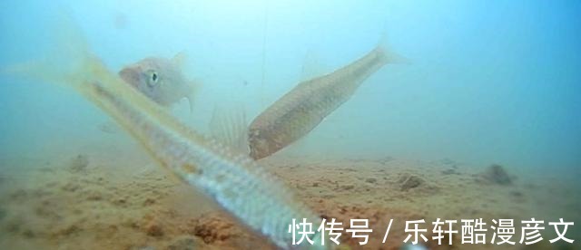 冬季鲫鱼为啥要钓钝之所以钓钝有这4个优势，能理解的都是高手