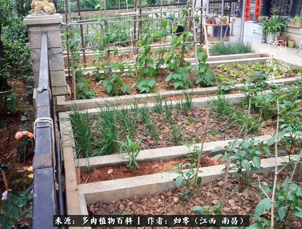 肉肉|人生转个弯,在小院遇见落入凡间的多肉小精灵!