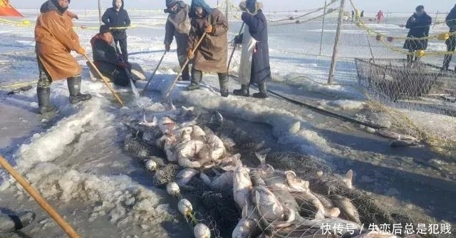 冬捕|辽金查干湖冬捕,千人扯网捞出头鱼,卖出85万天价,喜人