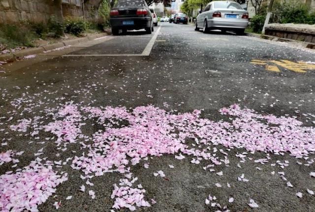 风雨摇曳花瓣雨