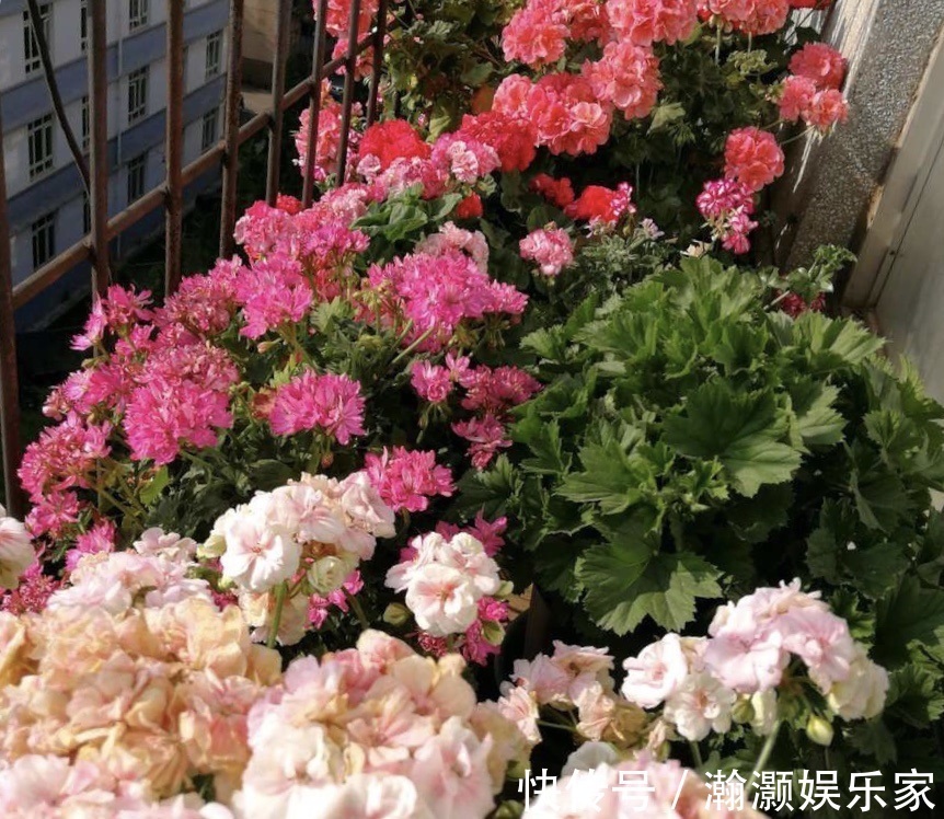 爆盆|让长寿花、天竺葵花朵开爆盆记住1个“时间表”，跟着学就行了