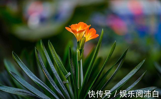 叶片|三伏天养君子兰,要做到“4不1要”,才能根系茁壮叶片绿