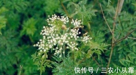 药用价值|农村一种野草可以祛风止痛,以前农民不认识,现在一斤50块