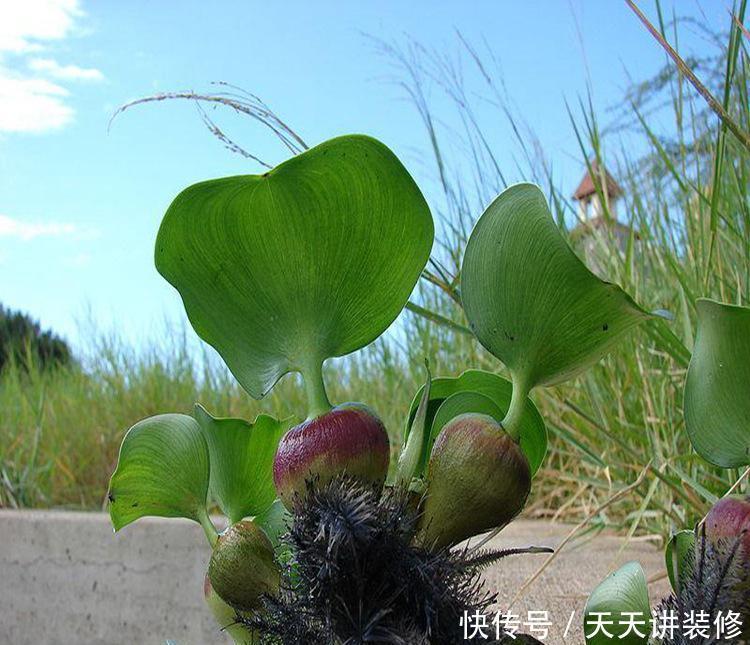危害|花盆里有些“杂草”，都是大祸害，见了赶紧拔，危害大