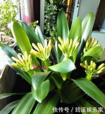 盆花|什么淘米水、啤酒水都不如它,“一勺”养爆一盆花,就怕你不认识