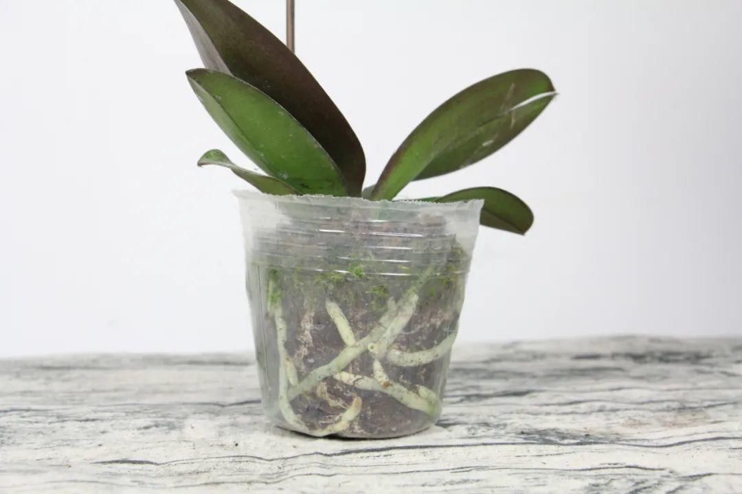 浇水|警惕秋老虎，别让你的花，度过夏天，却死在秋天