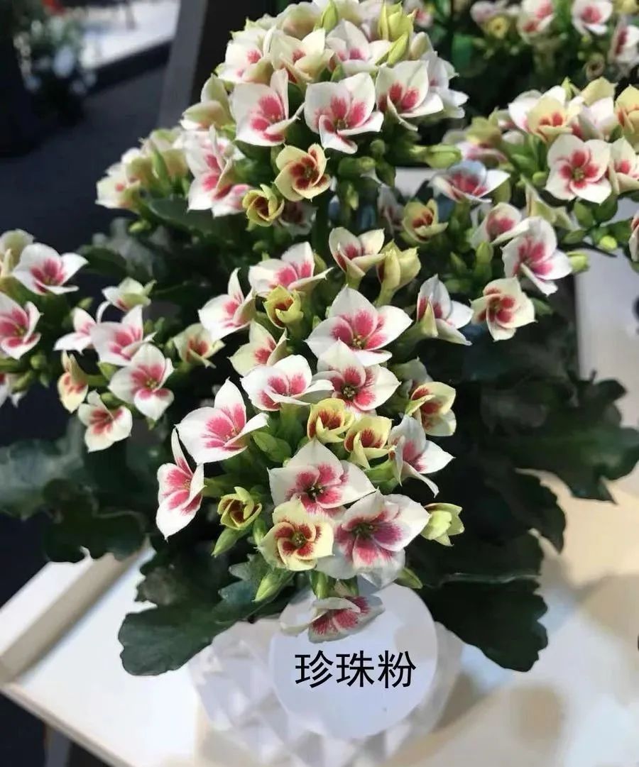 帕罗|45种长寿花,个个都是高颜值,家里养几盆,美得移不开眼
