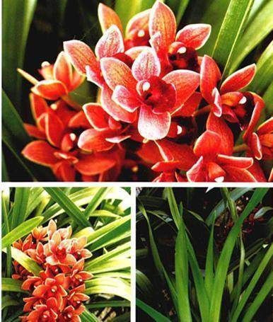 这2样东西放兰花水里,兰花用了,长的猛快