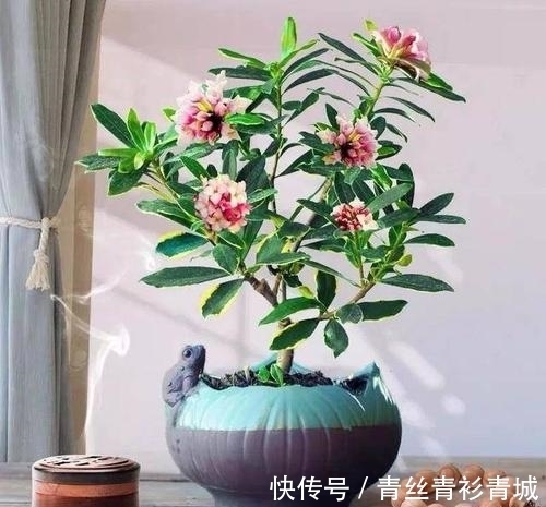 金边瑞香“越冷”开花越香浓,冬天做好4件事,满盆都是吉祥花