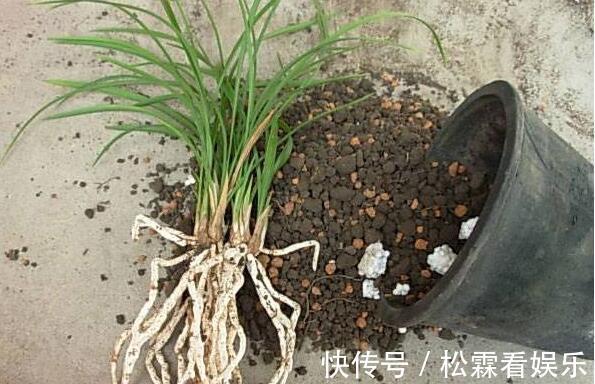 阳台上|换下来的“旧土”怎么办几个小方法,旧土变新土,照样能养花!
