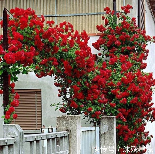 春季别养绿萝了!此花要栽2棵,沾土就活,一年花开180天!