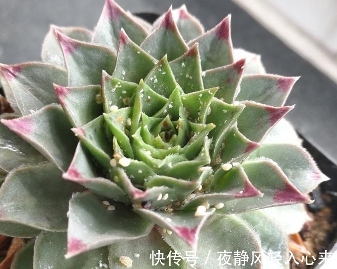 我养多肉以来见过的蚧壳虫最多的一次，吃饭的时候看要慎重