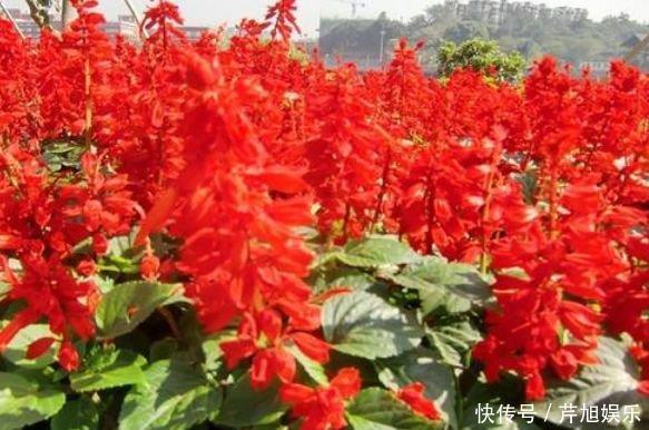 天堂鸟天堂鸟|4种花是爆盆能手,开起花来“拦”不住,家里养一盆,招财又纳福