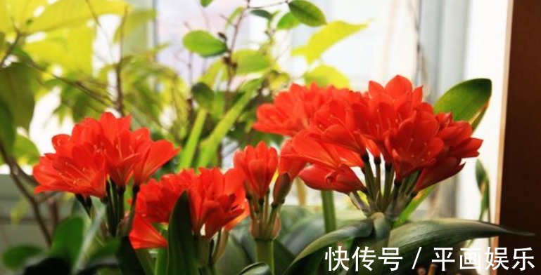 养君子兰长太慢浇水用一点“它”,叶子油绿肥厚,芽也多