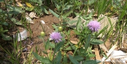 药草|农村常见的草药有哪些?我找到6种,看看你熟悉吗?