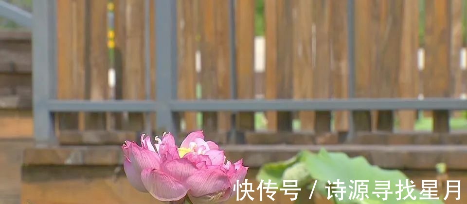 凤凰振羽|【探园】花博园里赏荷正当时！