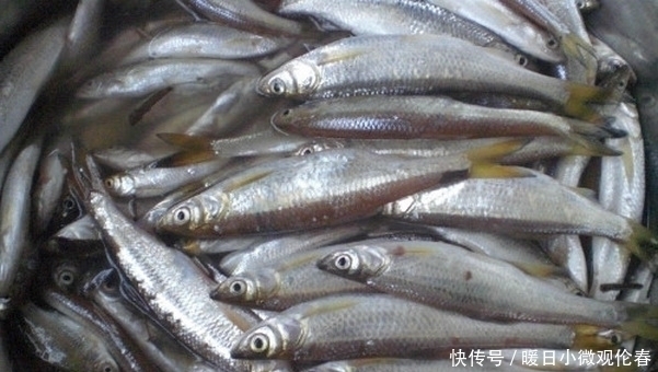 骚扰|真的可以避免小杂鱼的骚扰吗?一个老钓鱼人的忠告