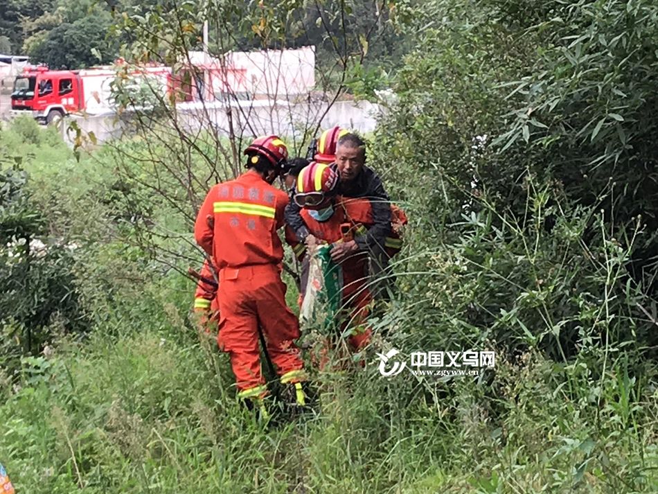 消防|七旬老汉采摘观音叶误踩野猪夹 义乌消防暖心救助