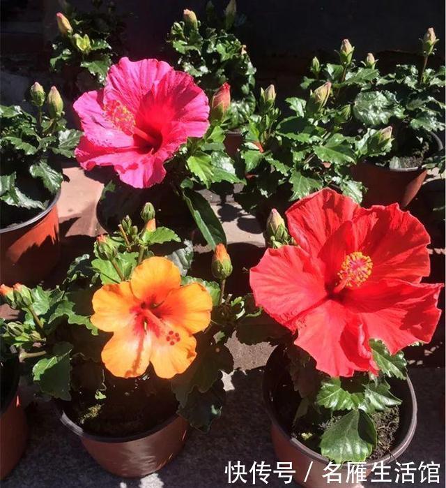 这1种“花期”最长的植物，俗称“大红花”，花如拳头大，开300天