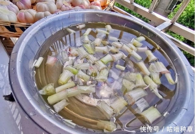 不再|学会这一小技巧,腌糖蒜不再难,不咸入味,色泽好看也耐存放