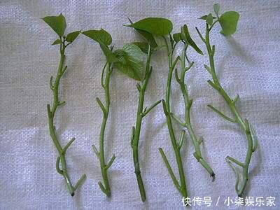 采摘|3种吃剩的“菜杆子”,丢土里,长成一片“绿萝”,3天采摘一大盆