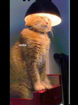 |幽默段子:这俩货一天到晚就这么趴着看妹子,连饭都懒的吃