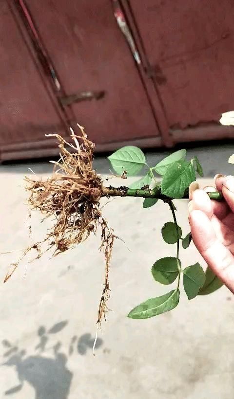 树根|5种花不用土,掰一块木板子来养花,跟着养护专家学起来!