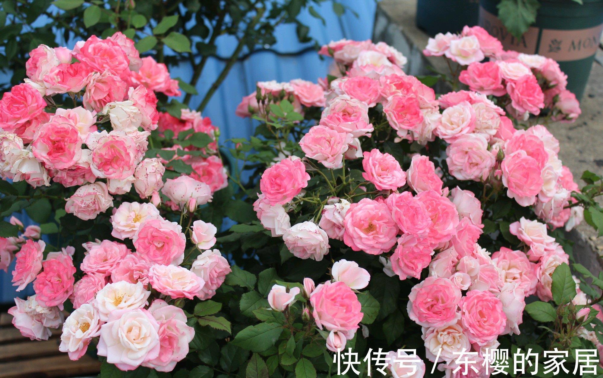 藤本樱霞|藤本樱霞,长势超快的花墙植物,一年成花墙,丰花勤花,值得拥有