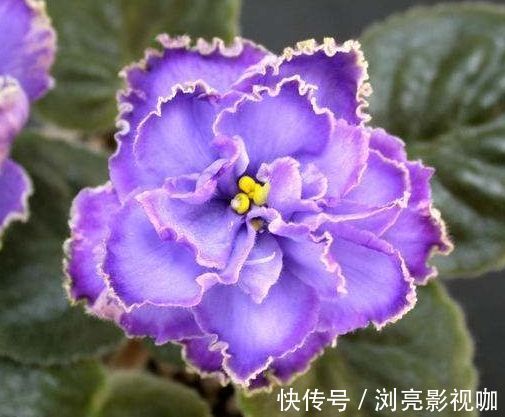 喜欢菊花，不如养盆“精品玫瑰”卡罗拉，红艳似火，美艳优雅