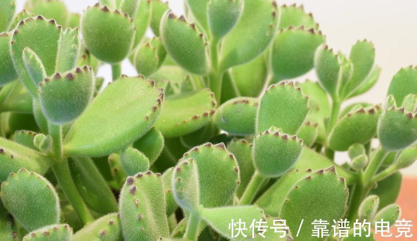 多肉|多肉植物蚧壳虫太可怕，5个简单处理方法，轻松消灭蚧壳虫