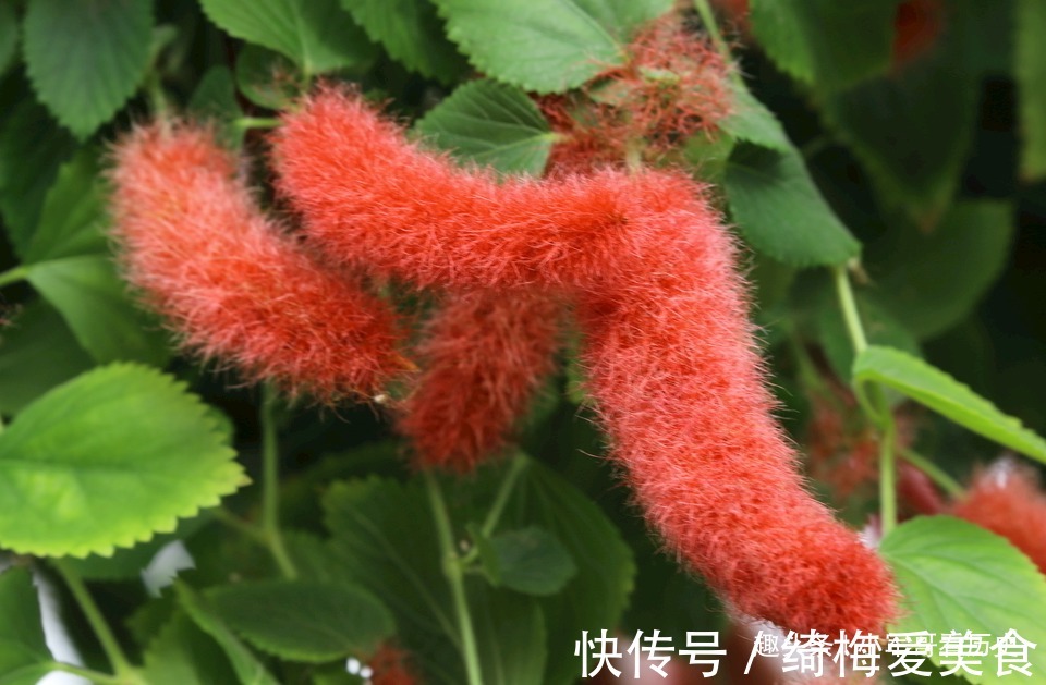 此花可促进儿童生长,红绿相间,十分的出彩,有着大吉大利的寓意