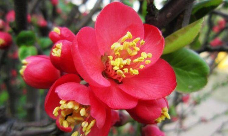 就喜欢这些花朵,开花贼多,花香飘满屋,开花艳丽惹人喜