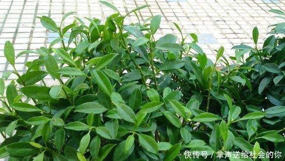 玉树|“耐干旱”的3种花,即使40天不浇水,一样“爆盆”,生长快!